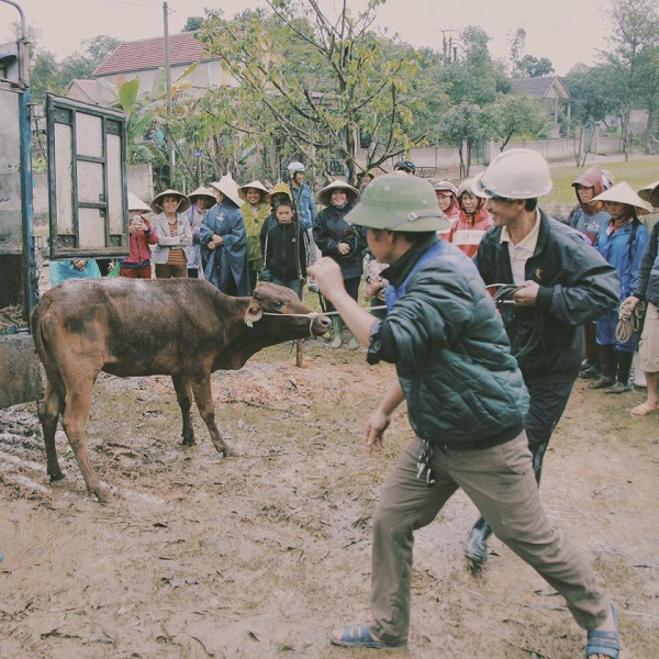 MC Phan Anh tặng bò giống và quà cho bà con miền Trung đón xuân Đinh Dậu - Hình 4