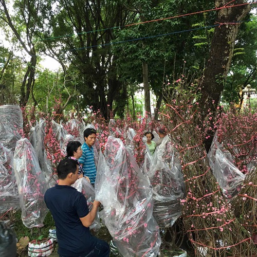 TP. Hồ Chí Minh: Rộn ràng chợ hoa Xuân - Hình 8
