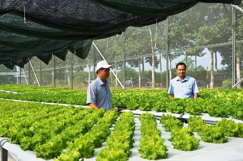 Bình Phước tiên phong đổi mới, phát triển nông nghiệp chất lượng cao - Hình 1