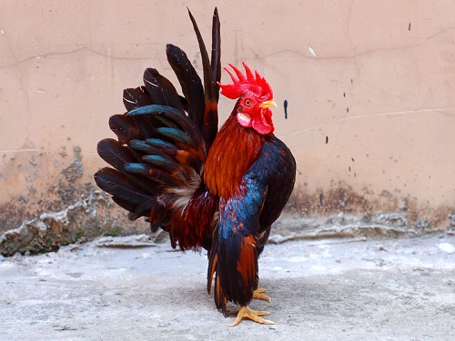 Những giống gà có bề ngoài “độc, lạ” nhất thế giới - Hình 12