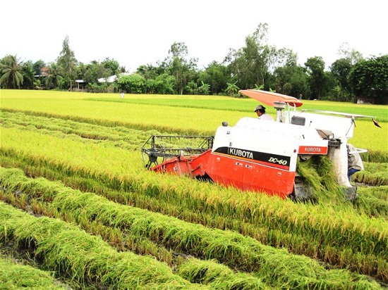 An Giang thực hiện lộ trình xây dựng vùng nguyên liệu lúa gạo - Hình 1