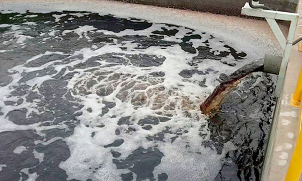 Phạt tới 2 tỷ đồng nếu tổ chức vi phạm môi trường