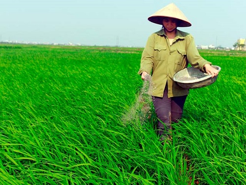 Mỗi năm Việt Nam tiêu thụ khoảng 11 triệu tấn phân bón - Hình 1