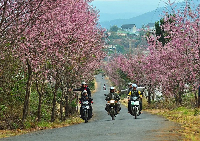 Lâm Đồng: Hủy Lễ hội Hoa mai anh đào Đà Lạt - Hình 1