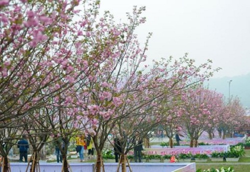 10.000 cành hoa anh đào Nhật Bản “nở rộ” giữa đất trời Thủ đô - Hình 1