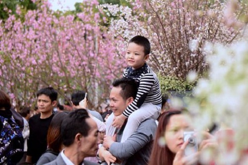 10.000 cành hoa anh đào Nhật Bản “nở rộ” giữa đất trời Thủ đô - Hình 2