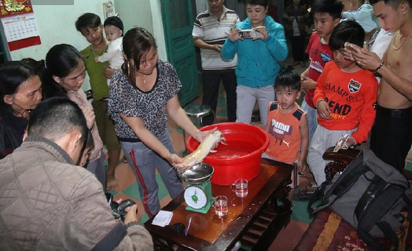 Đà Nẵng: Đầu năm mới bắt được cá trê vàng nặng gần 2 kg - Hình 1