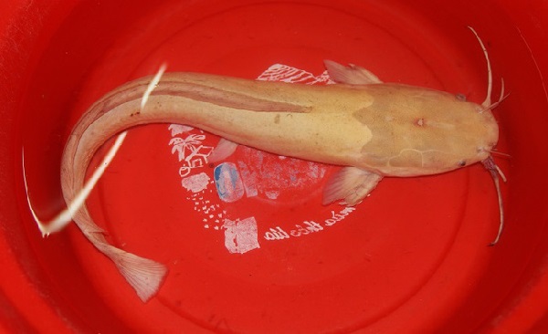 Đà Nẵng: Đầu năm mới bắt được cá trê vàng nặng gần 2 kg - Hình 2