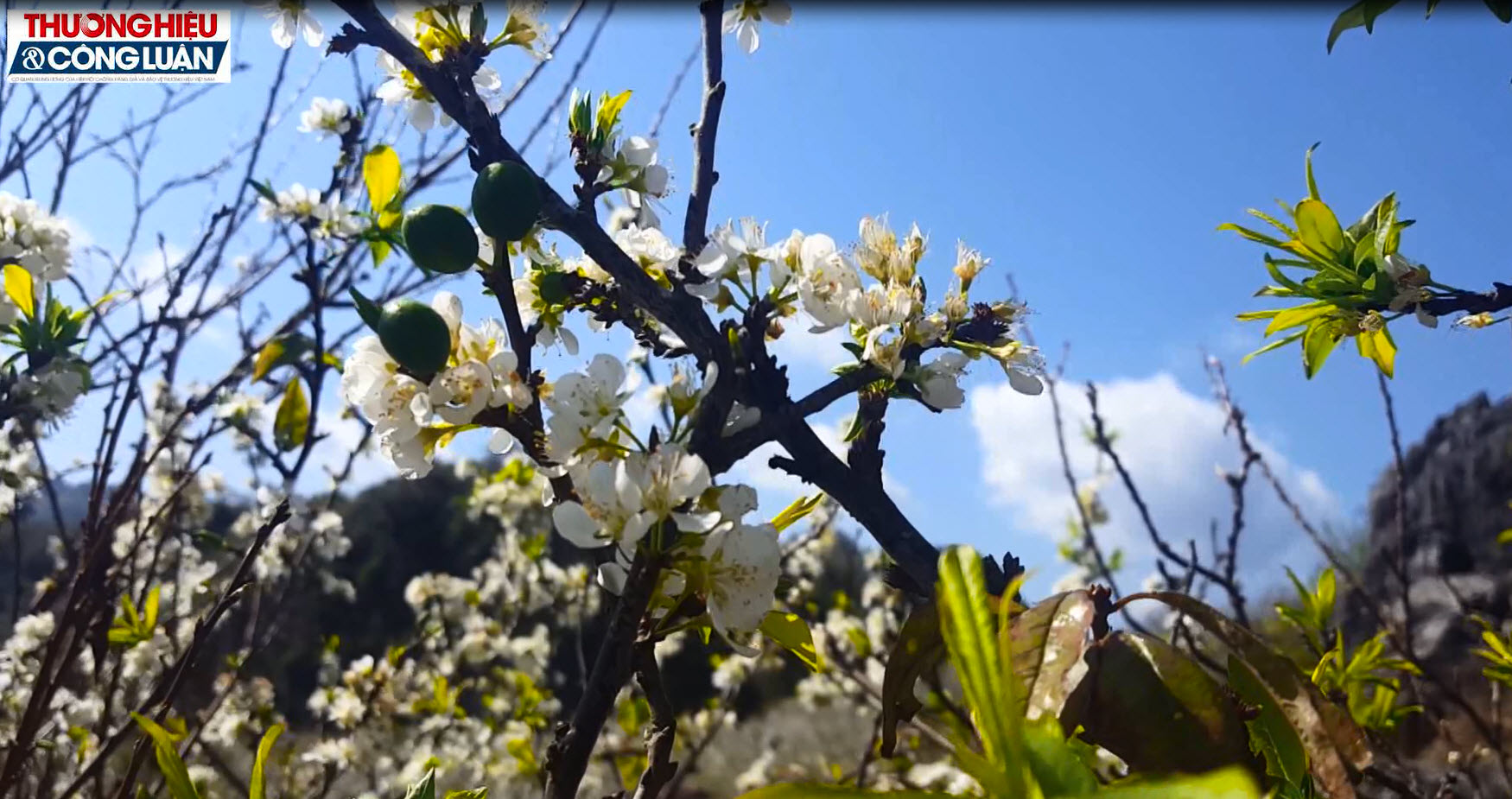 Hoa mận ở xứ sở “thiên đường lưng chừng mây”