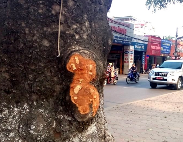 Hà Nội: Đã xác định được người đục đẽo hàng loạt cây xà cừ