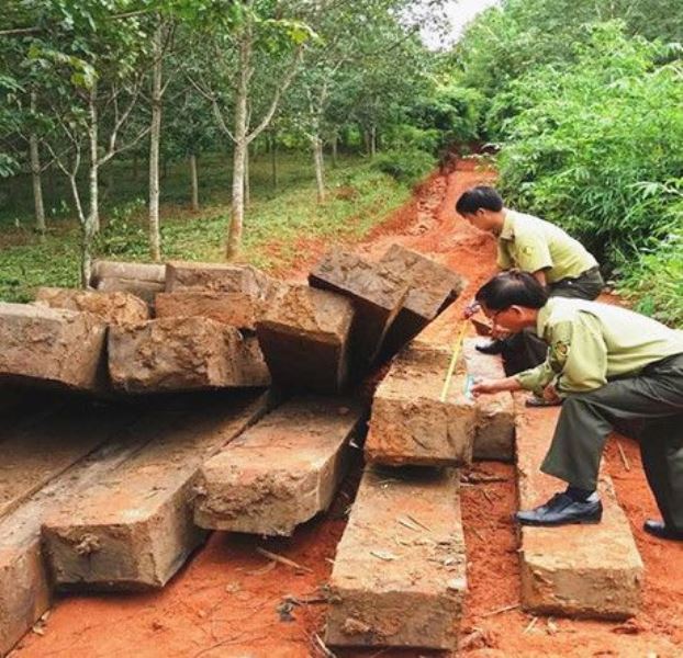 Kon Tum: Hàng chục khối gỗ vô chủ cất giấu tại rẫy cà phê