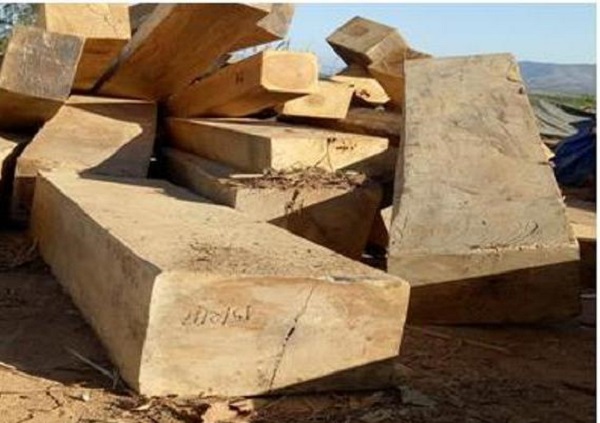 Kon Tum: Phát hiện số lượng lớn gỗ quý không chủ