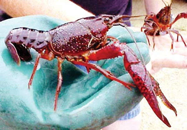 Đồng Tháp: Khẩn trương xác minh việc nuôi tôm hùm đỏ của Công ty TNHH Sen Hoàng Giang