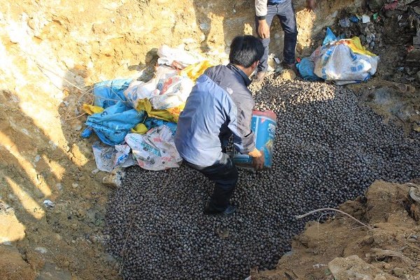 Hoành Bồ - Quảng Ninh: Bắt giữ và tiêu hủy 900kg sò không rõ nguồn gốc - Hình 1