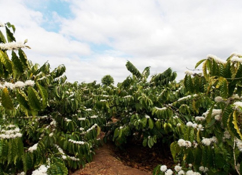 Đắk Lắk: Hoa cười người khóc