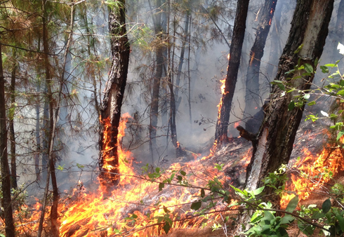 Đồ Sơn : Cháy rừng khiến 1 người thiệt mạng - Hình 1