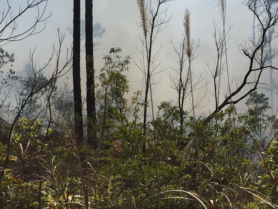 Quảng Ninh: Cháy lớn rừng đặc dụng tại chùa Lôi Âm