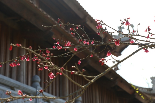 Ngỡ ngàng với vẻ đẹp đa sắc của hoa đào tại Fansipan Legend - Hình 6