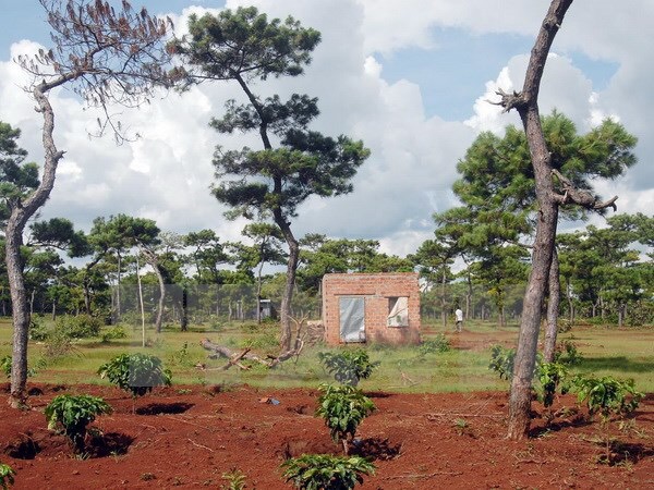 Tây Ninh: Vẫn còn 217 ha đất lâm nghiệp bị cấp “nhầm” giấy chứng nhận quyền sử dụng đất