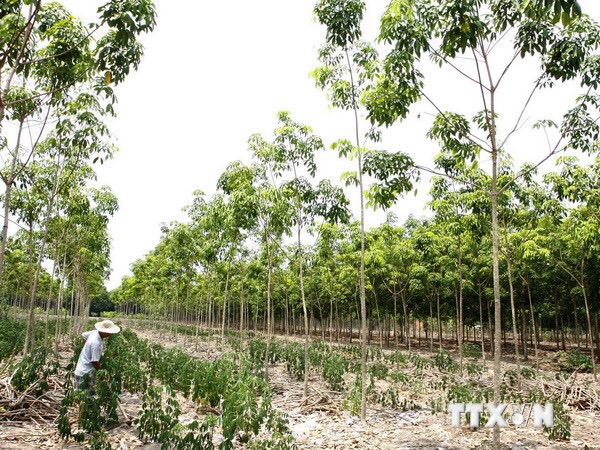 Tây Ninh: Vẫn còn 217 ha đất lâm nghiệp bị cấp “nhầm” giấy chứng nhận quyền sử dụng đất - Hình 3