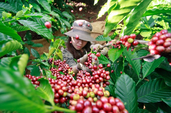 Cà phê vối (Roubusta) của Việt Nam lần đầu tiên tiếp cận thị trường Brazil - Hình 1