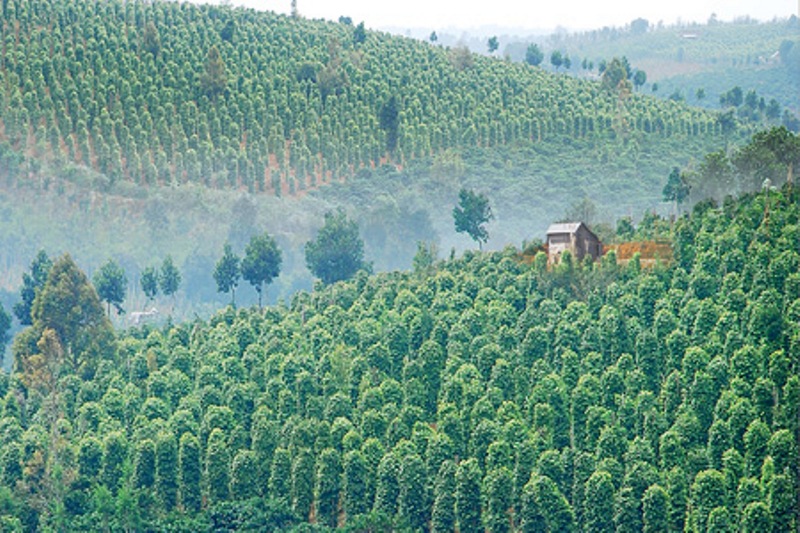 Đắk Nông: Mưa “vàng” giữa mùa khô