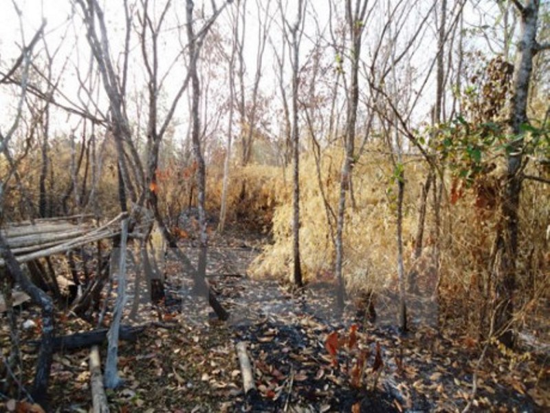 Tây Ninh: Nguy cơ cháy hơn 50.000 ha rừng - Hình 1