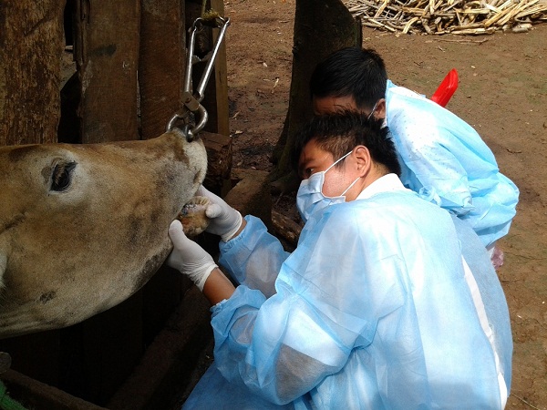 Cục Thú y (Bộ NN&PTNT): Sẽ sản xuất ra vắc xin lở mồm long móng trong năm 2017