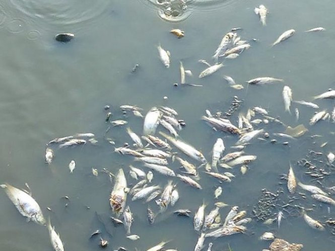 Huyện Ngọc Lặc (Thanh Hóa): Lại xuất hiện tình trạng cá chết bất thường trên sông Âm - Hình 1