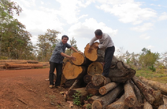 Đắk Lắk: Phát hiện số lượng lớn gỗ dầu “vô chủ” trong rừng - Hình 1