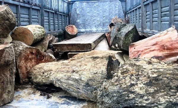Quảng Nam: 2 xe vận chuyển gỗ lậu bị CSGT phát hiện và bắt giữ - Hình 1