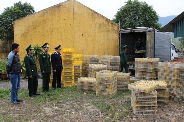 Quảng Ninh: Bắt giữ 12.000 gà giống nhập lậu từ Trung Quốc - Hình 1