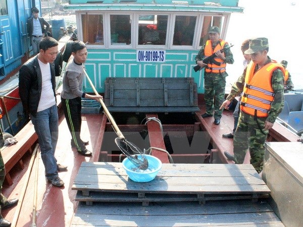 Bắt giữ 6.000 con cá song giống nhập lậu từ Trung Quốc