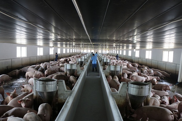 Thịt lợn rẻ chuồng đắt chợ: Người chăn nuôi điêu đứng - Hình 1
