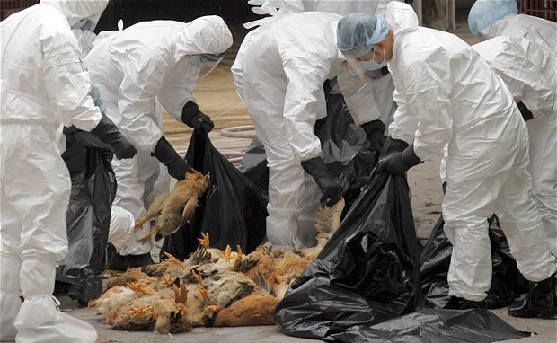 Nam Định: Lập danh sách theo dõi sức khỏe 70 người tại ổ dịch cúm A/H5N1