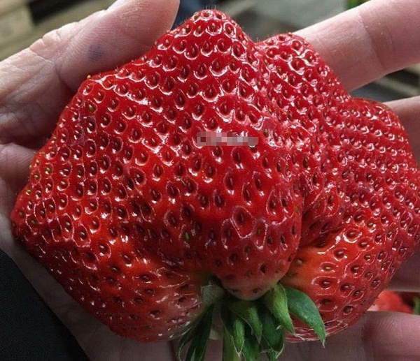 Dâu tây Nhật Bản khổng lồ: 2,5 triệu đồng/hộp 1,5 kg