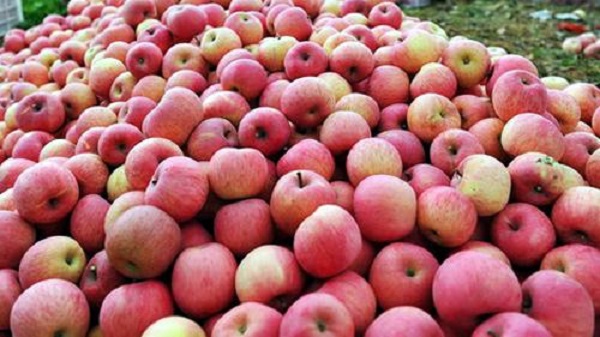 Quảng Ninh: Bắt giữ xe tải vận chuyển hơn 1,4 tấn táo nhập lậu