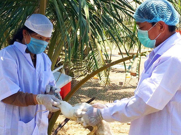 Dịch cúm gia cầm: Báo động đỏ!