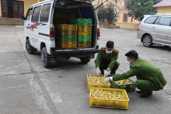 Lạng Sơn: Bắt giữ và tiêu hủy 4000 con gia cầm nhập lậu, không rõ nguồn gốc - Hình 1