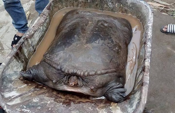 Bắc Ninh: Người dân bắt được cặp ba ba” khủng” trên sông Đuống