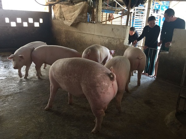 “Không sử dụng thuốc kháng sinh trong chăn nuôi”