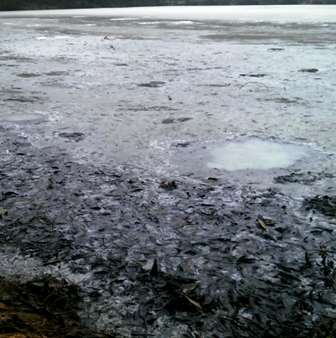 Sống cạnh nhà máy ô nhiễm, bốc mùi nồng nặc: Dân khốn khổ!