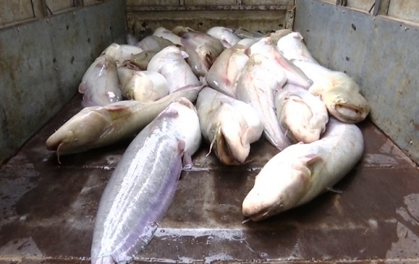 Lào Cai: Thu giữ và tiêu hủy gần 500 kg cá nheo nhập lậu - Hình 1