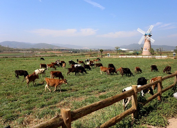 Khánh thành trang trại bò sữa Organic tiêu chuẩn châu Âu đầu tiên tại Việt Nam - Hình 2