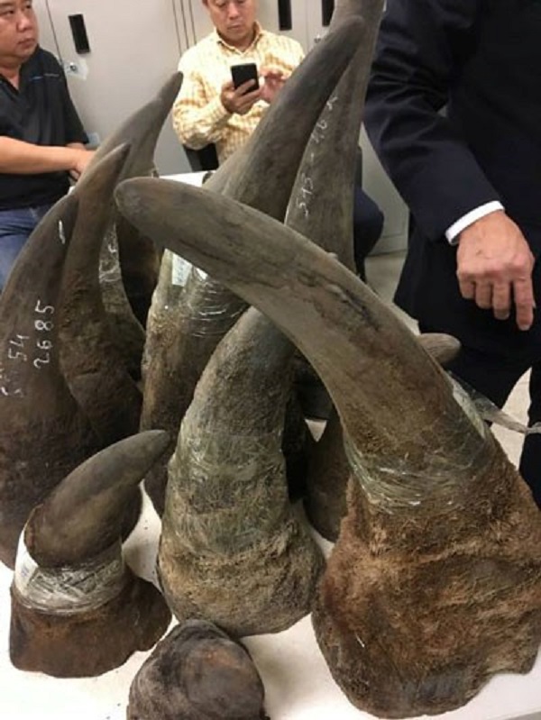Thu giữ hơn 100 kg động vật nghi sừng tê giác tại sân bay Nội Bài - Hình 1