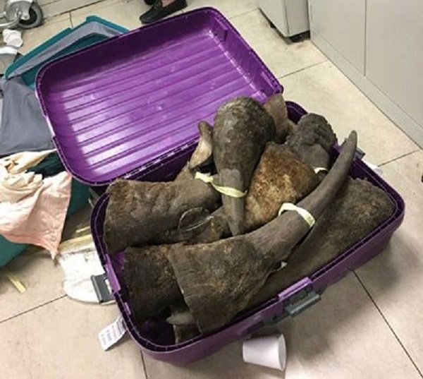 Thu giữ hơn 100 kg động vật nghi sừng tê giác tại sân bay Nội Bài - Hình 2