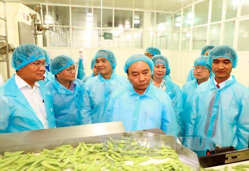 Việt Nam: Sản xuất lúa gạo đang đứng trước 