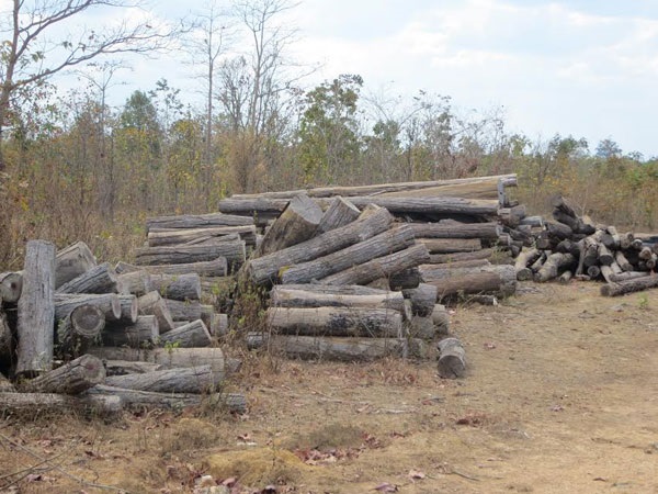 Thủ tướng yêu cầu 3 tỉnh kiểm tra phản ánh việc chặt phá rừng - Hình 1