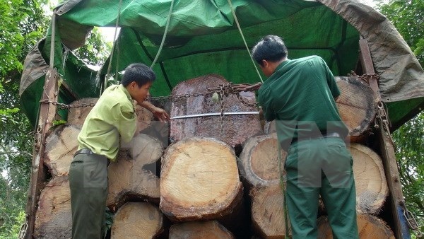 Quảng Ngãi: Bắt giữ xe chở 20 tấn gỗ không rõ nguồn gốc - Hình 1