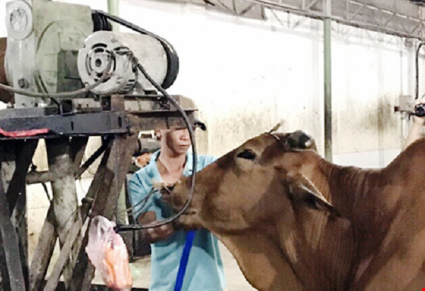 Bắt quả tang lò mổ gia súc bơm nước vào bụng bò